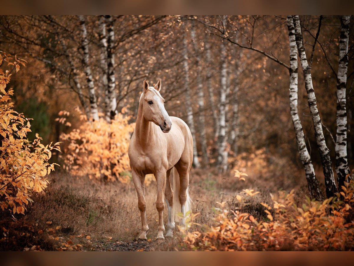 Warmblood checo Caballo castrado 12 años 171 cm Palomino in Hilter am Teutoburger Wald