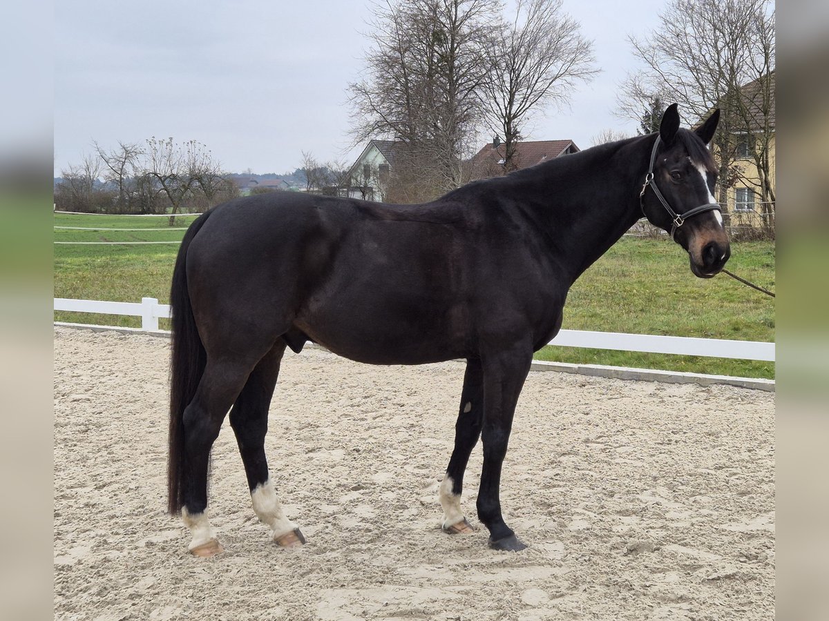 Warmblood checo Caballo castrado 13 años 167 cm Castaño oscuro in Niederbuchsiten