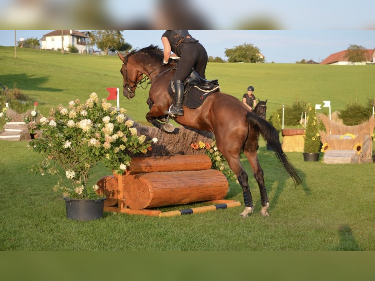 Warmblood checo Caballo castrado 13 años 172 cm Castaño oscuro in Pelmberg