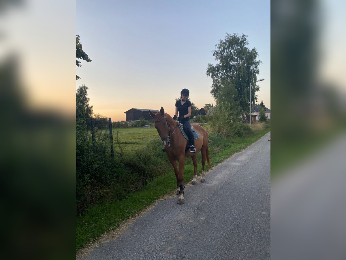 Warmblood checo Caballo castrado 15 años 170 cm Alazán in Hollenstein