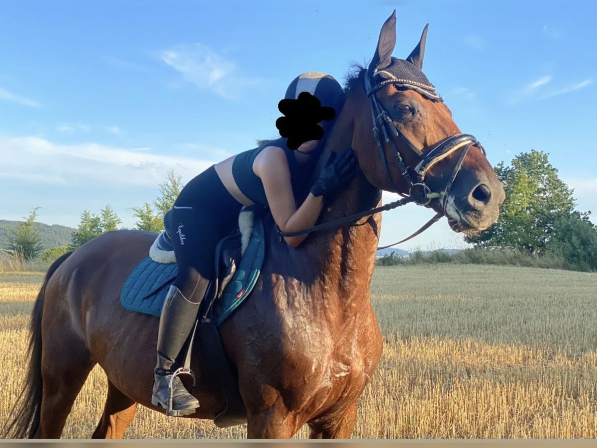 Warmblood checo Caballo castrado 15 años 175 cm Alazán in Freistadt