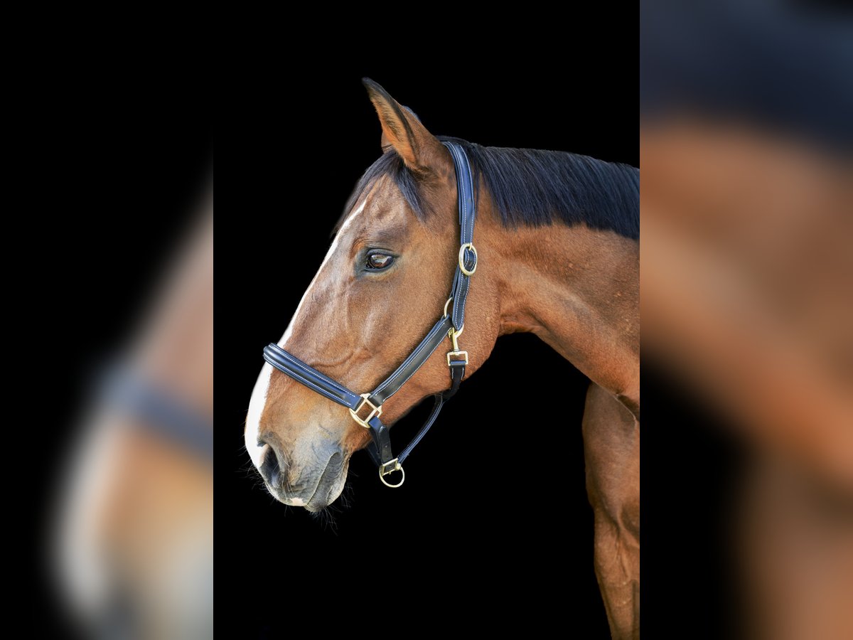 Warmblood checo Caballo castrado 18 años 173 cm Castaño in Vaduz