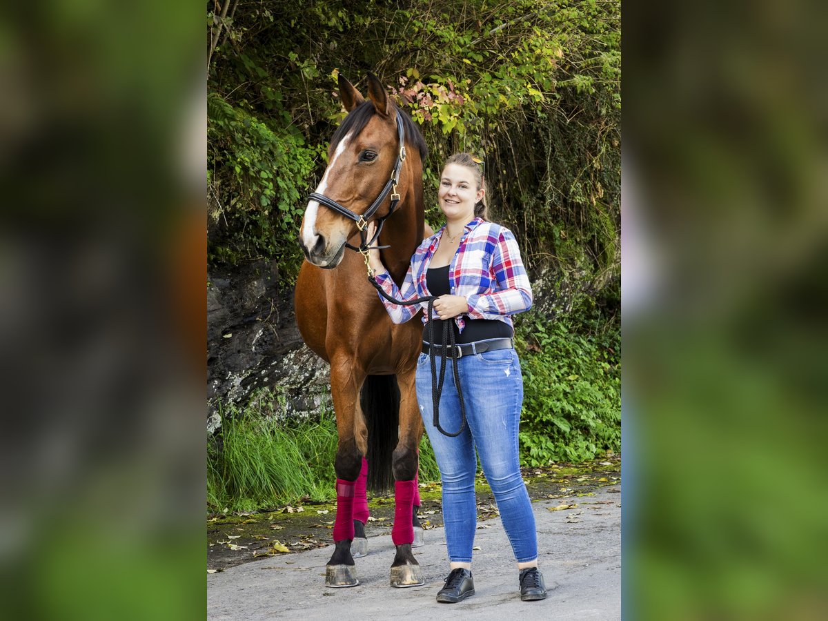 Warmblood checo Caballo castrado 19 años 173 cm Castaño in Vaduz