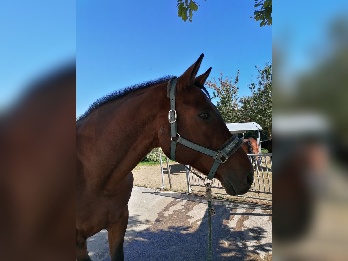 Warmblood checo Caballo castrado 21 años 172 cm Castaño in Unterweißenbach