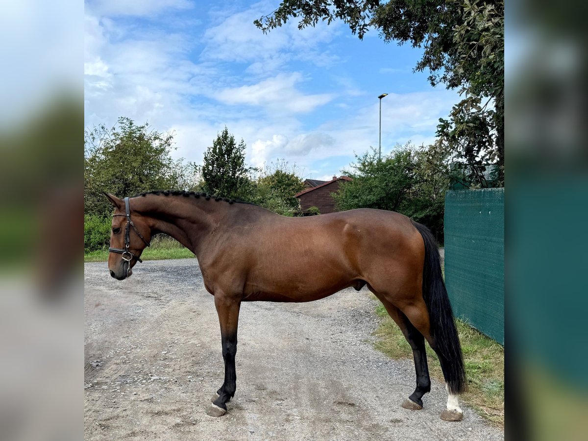 Warmblood checo Caballo castrado 4 años 164 cm Castaño rojizo in Mladá Boleslav