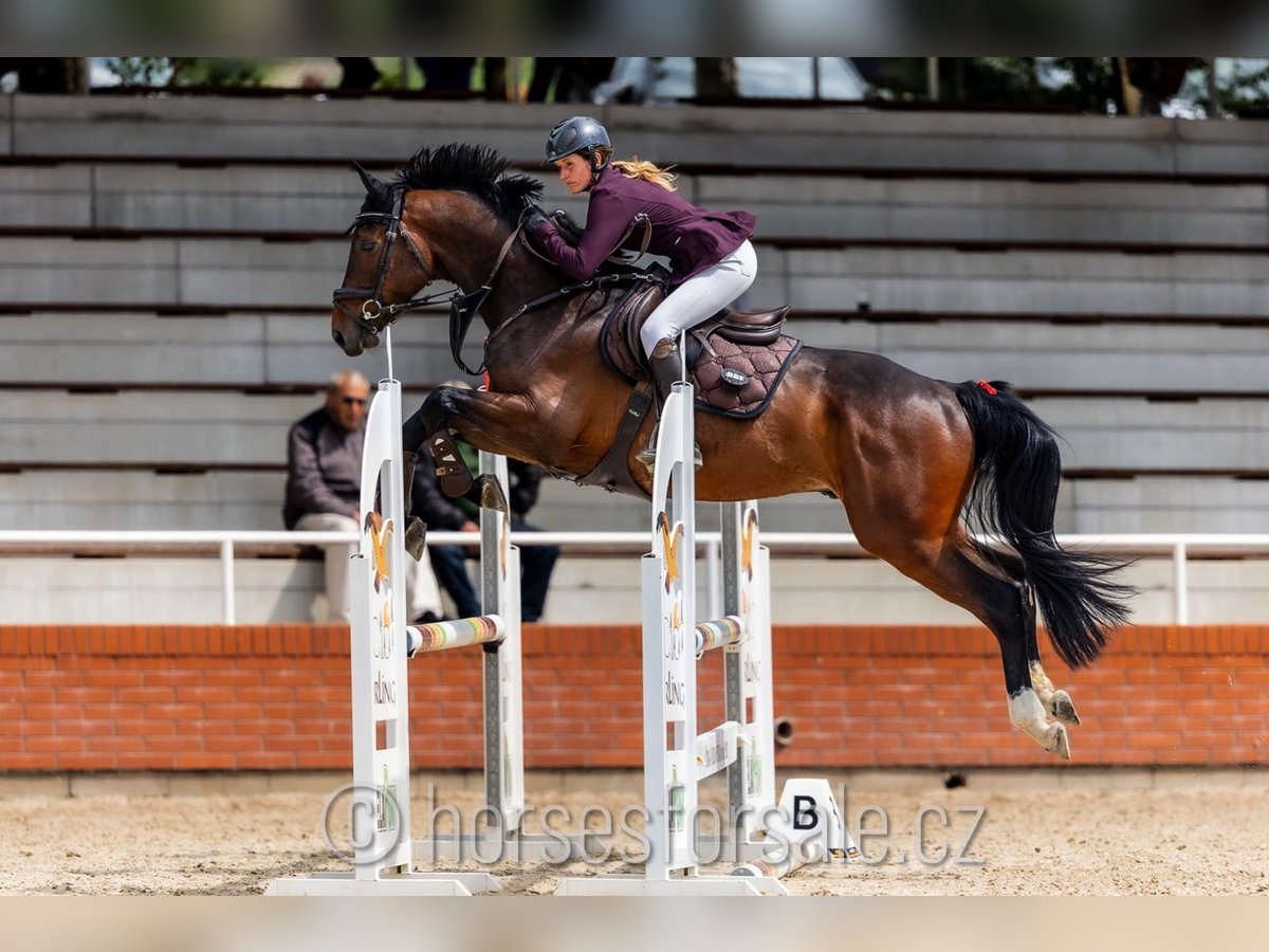 Warmblood checo Caballo castrado 4 años 167 cm Castaño in Strakonice