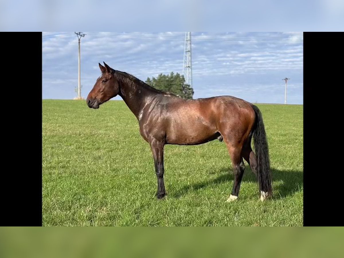 Warmblood checo Caballo castrado 4 años 173 cm Castaño oscuro in Olomouc