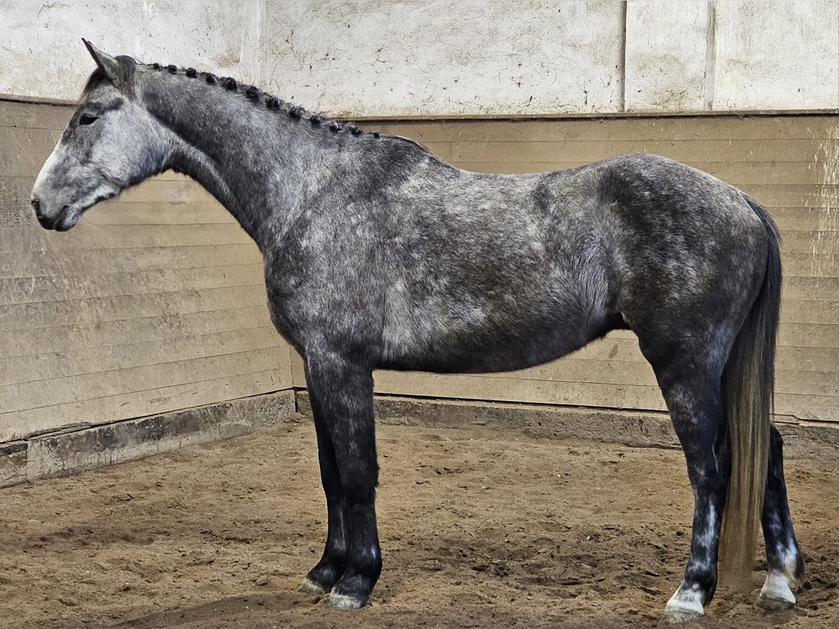 Warmblood checo Caballo castrado 5 años 164 cm Tordo rodado in Traidendorf