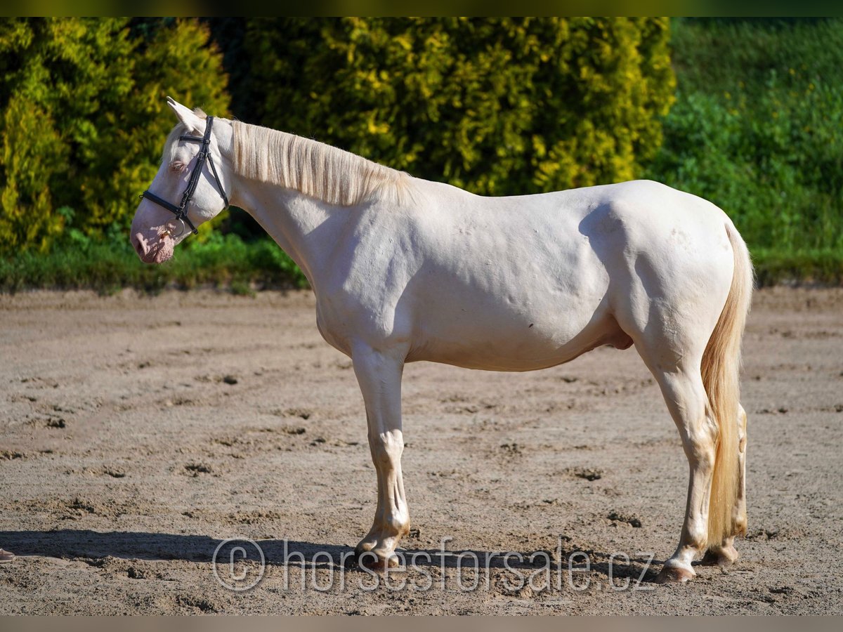 Warmblood checo Caballo castrado 6 años 161 cm Cremello in Prag