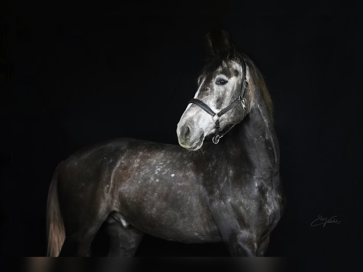 Warmblood checo Caballo castrado 6 años 175 cm Tordo in Prague 4