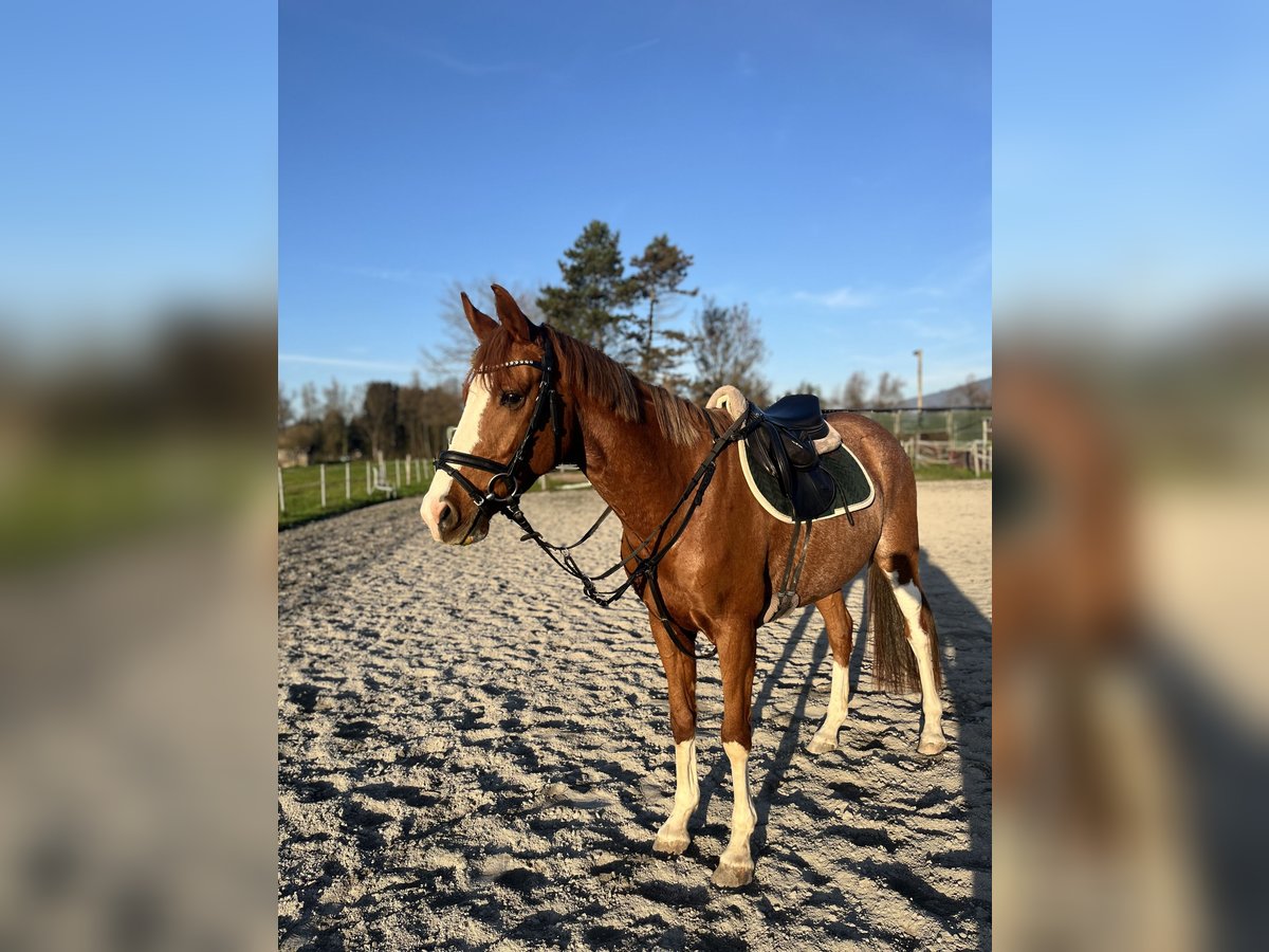 Warmblood checo Caballo castrado 7 años 160 cm Alazán in Hohenems