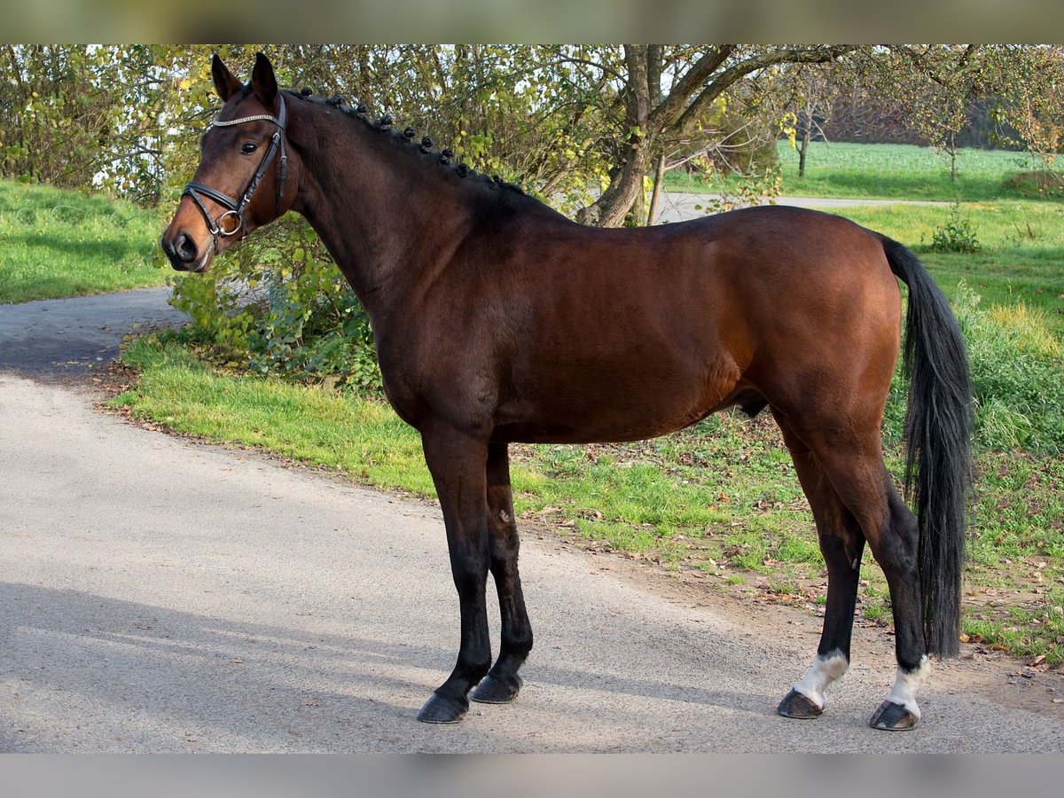 Warmblood checo Caballo castrado 7 años 164 cm Castaño rojizo in Milín