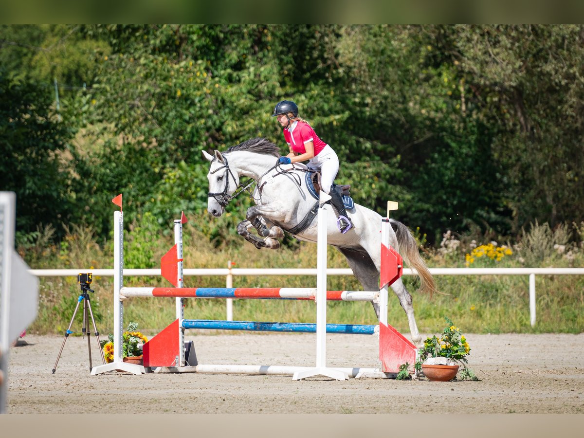 Warmblood checo Caballo castrado 7 años 168 cm Tordo in Prague