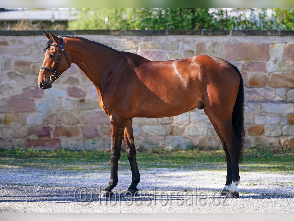 Warmblood checo Caballo castrado 8 años 175 cm Castaño in Region Prag