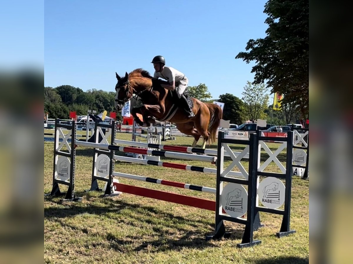 Warmblood checo Caballo castrado 9 años 167 cm Alazán in Neustadt in Sachsen