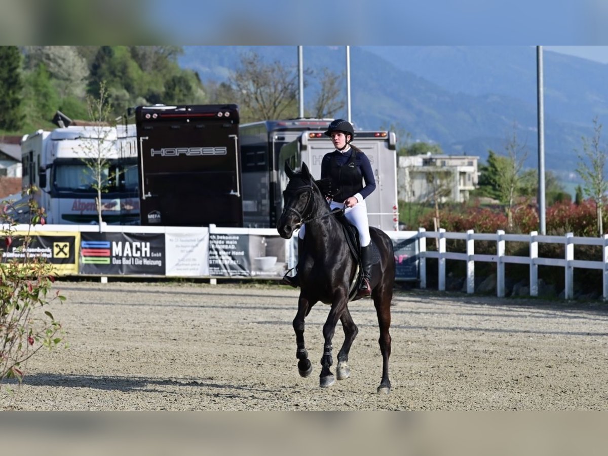 Warmblood checo Yegua 10 años 176 cm Negro in St. Margarethen bei Knittelfeld