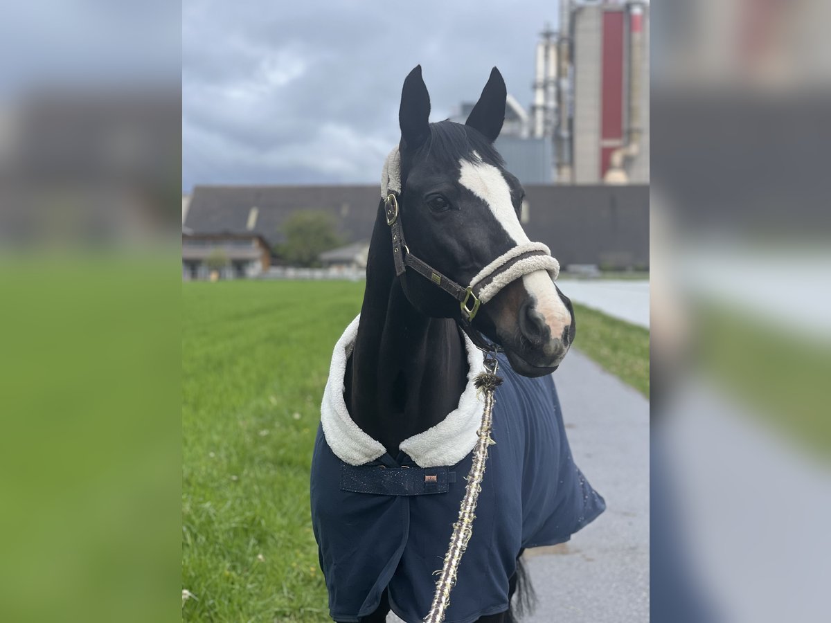 Warmblood checo Yegua 16 años in Untervaz