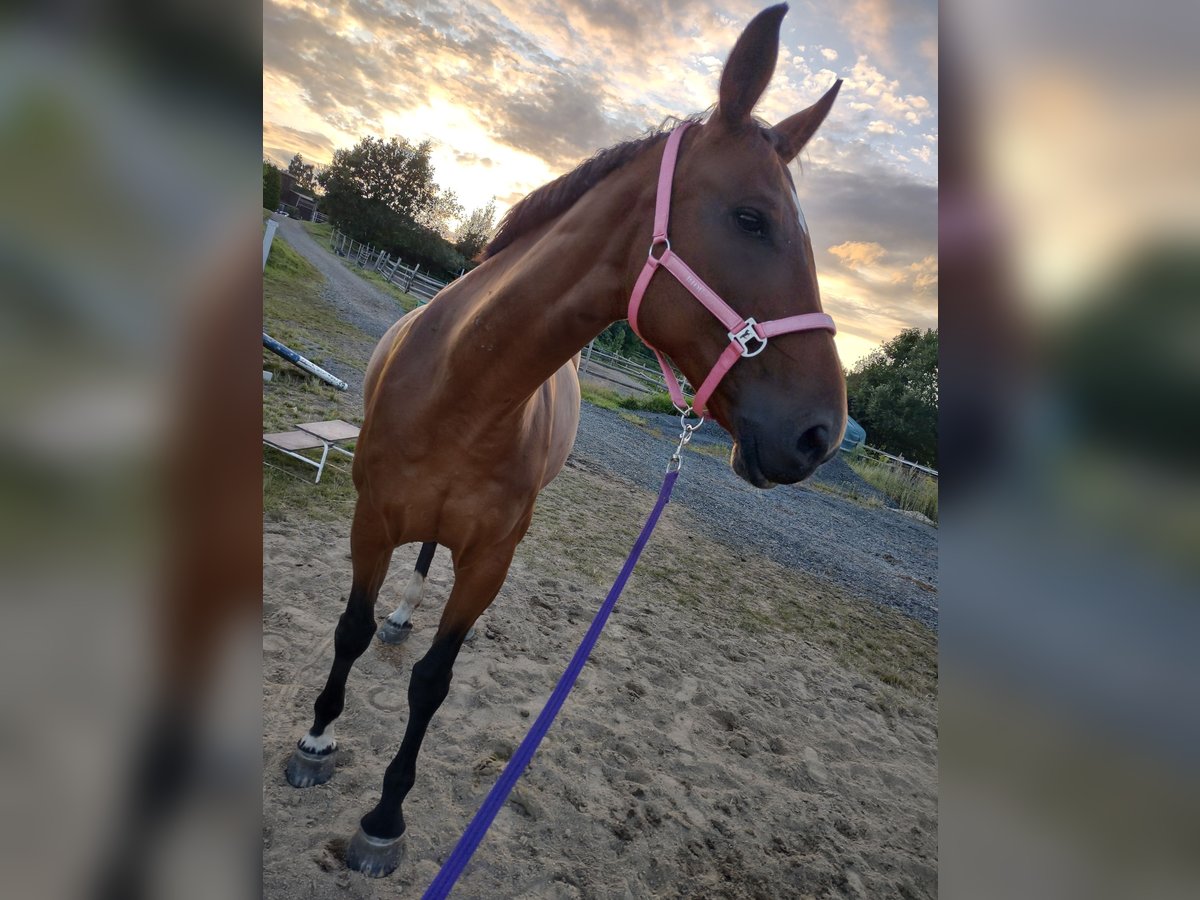 Warmblood checo Yegua 19 años 173 cm Castaño in Immenreuth