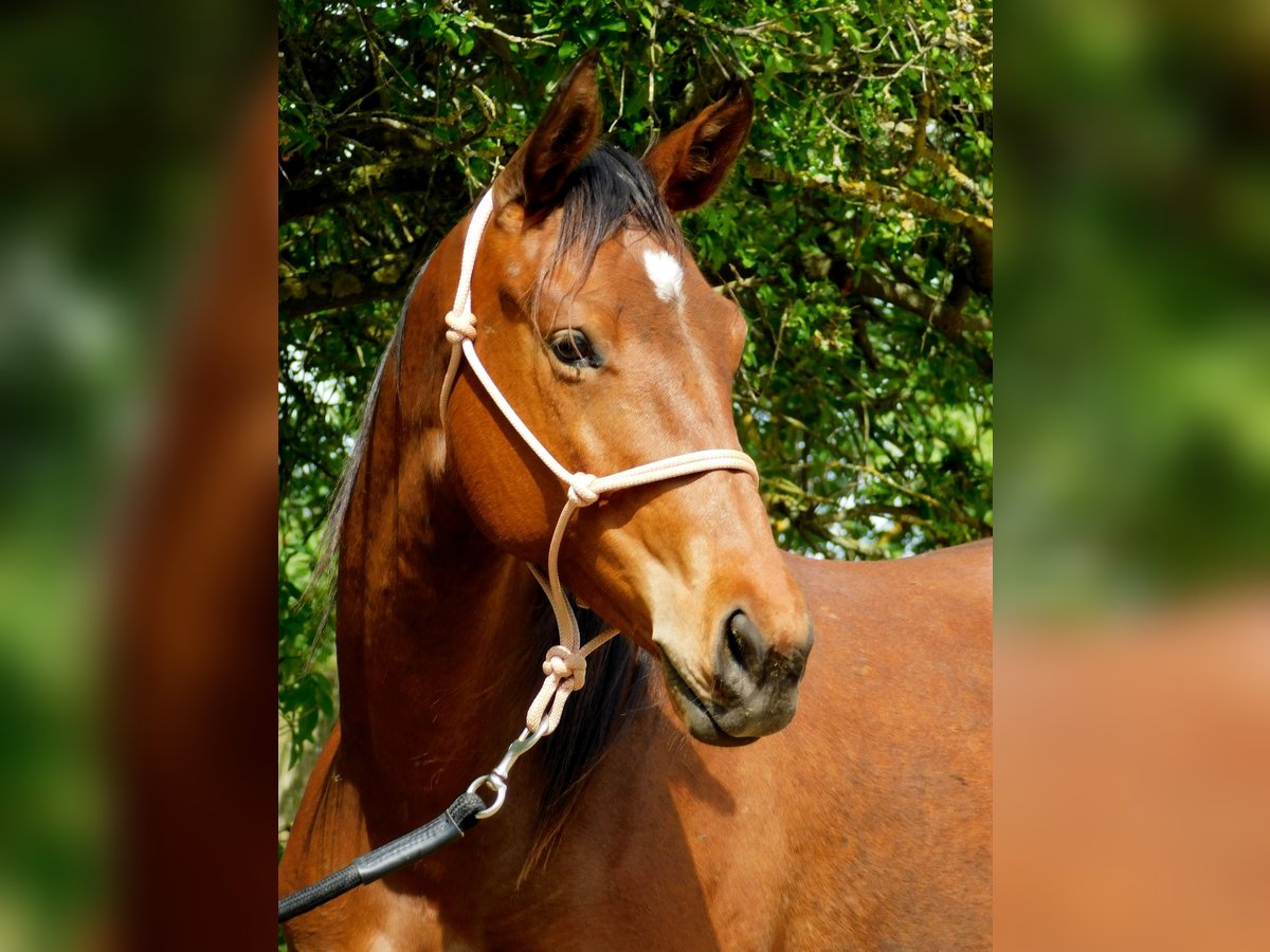 Warmblood checo Yegua 2 años Castaño in Plzen