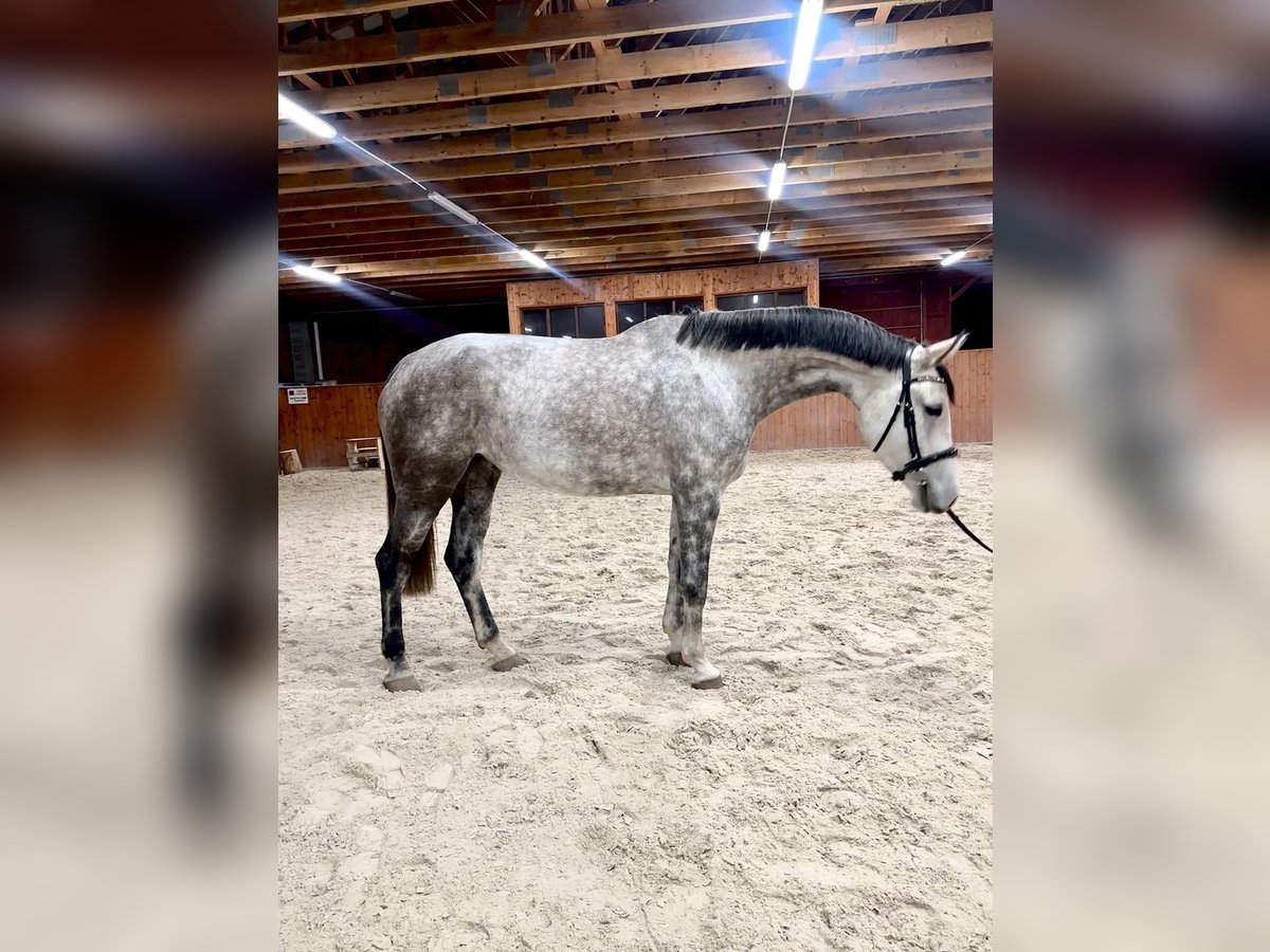 Warmblood checo Yegua 5 años 174 cm Tordo in Karlovy Vary