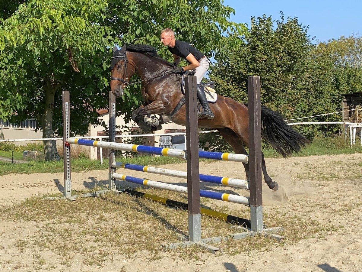 Warmblood checo Yegua 7 años 163 cm Castaño in Neustadt in Sachsen