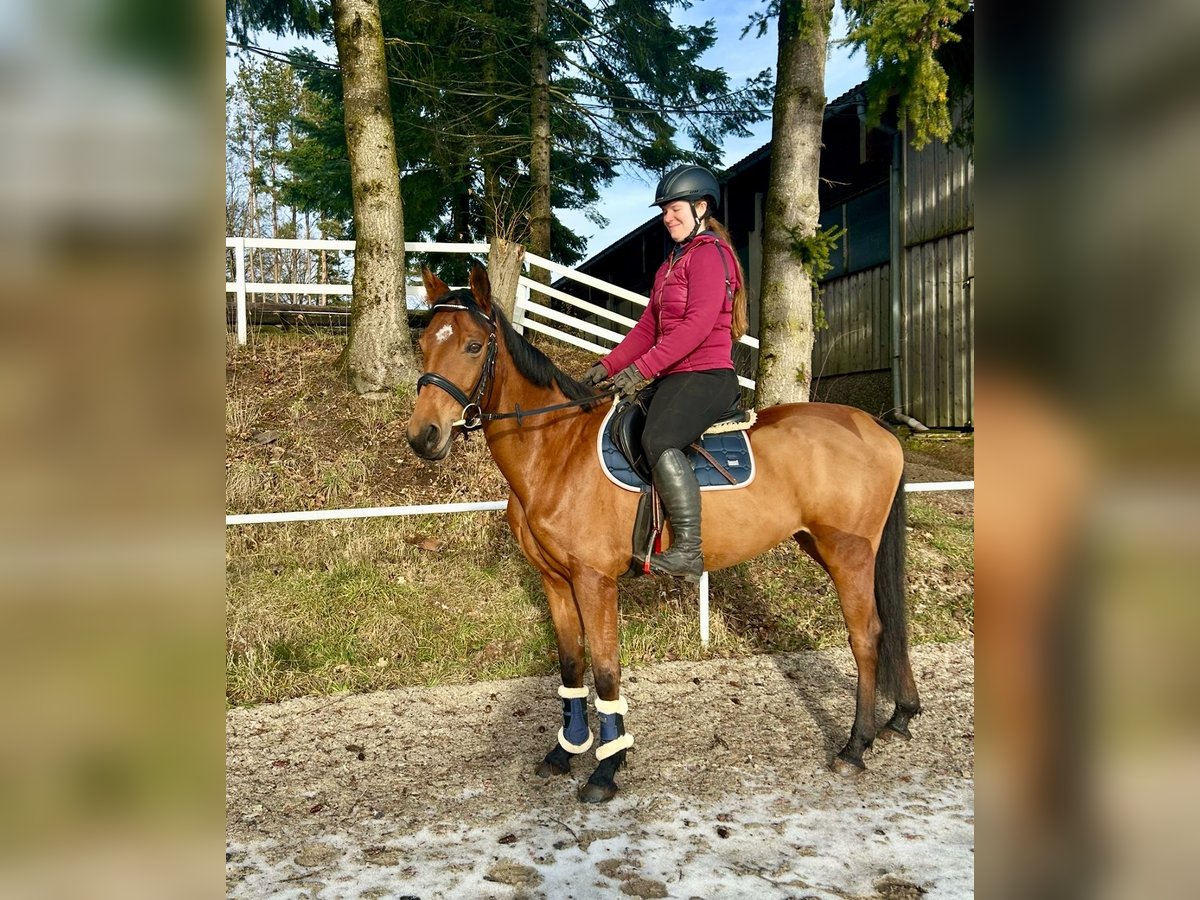 Warmblood checo Yegua 9 años 160 cm Castaño in Pelmberg