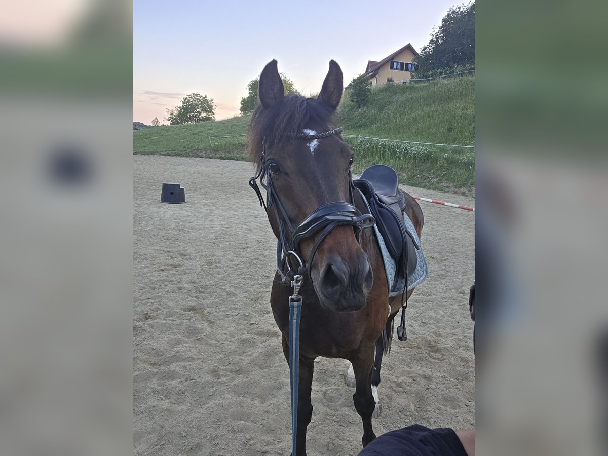 Warmblood danés Caballo castrado 10 años 165 cm Castaño oscuro in Kapfenstein