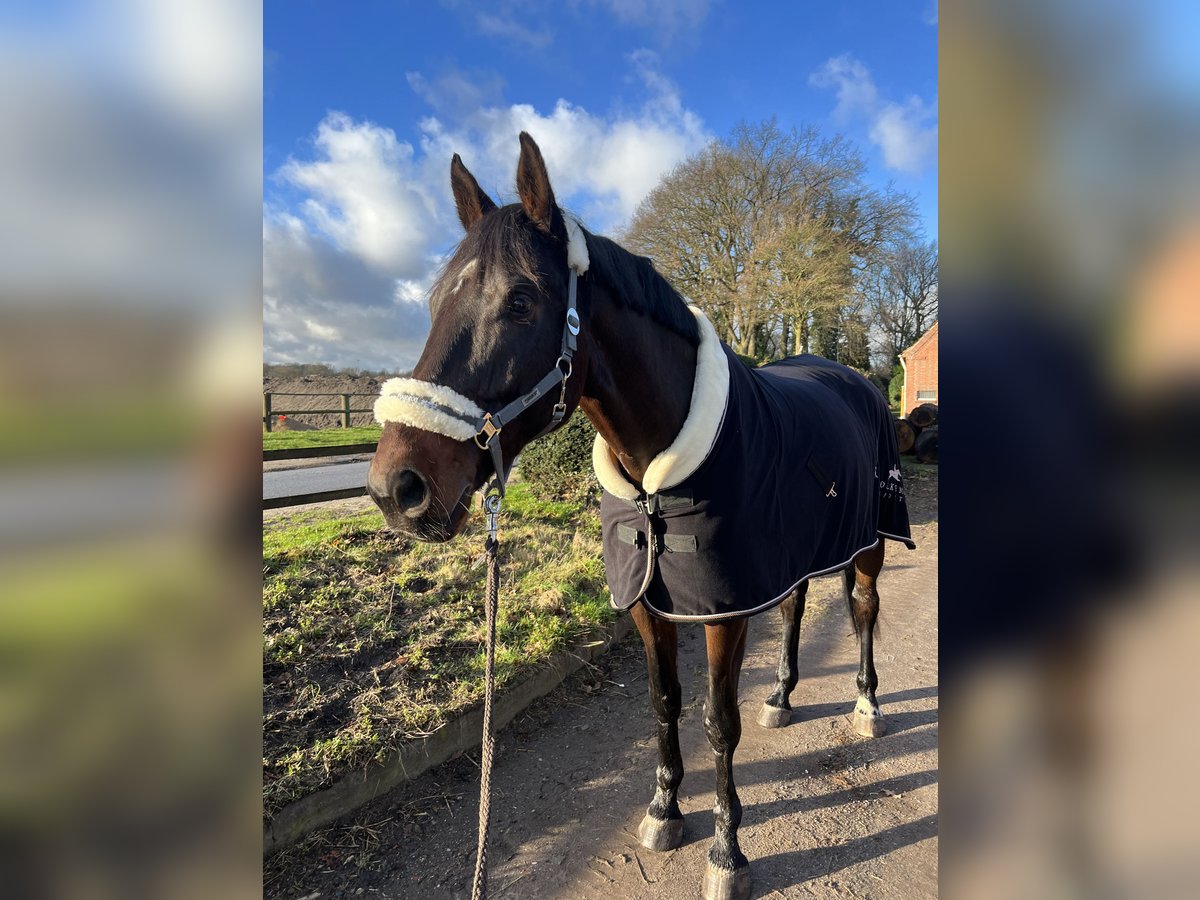 Warmblood danés Caballo castrado 11 años in Senden