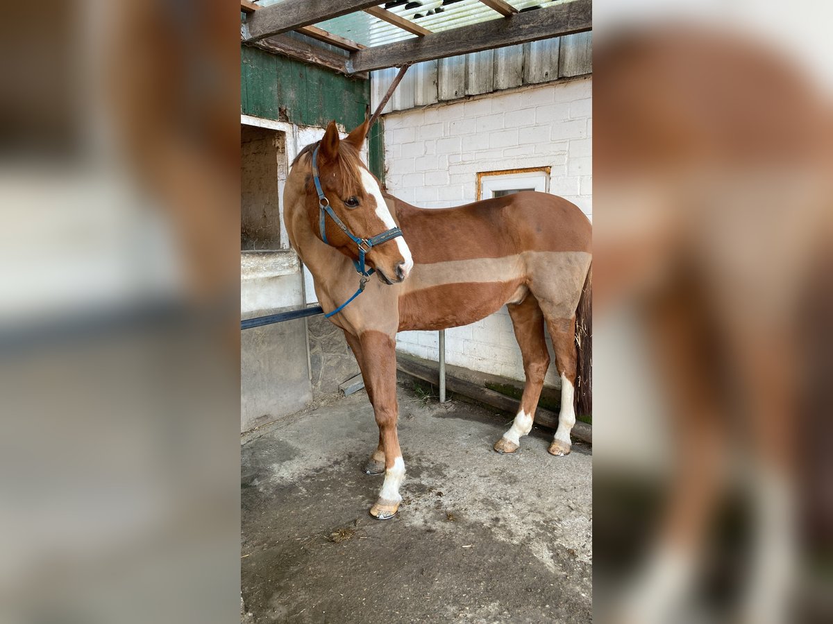 Warmblood danés Caballo castrado 12 años 172 cm Alazán in AhrensburgAhrensburg