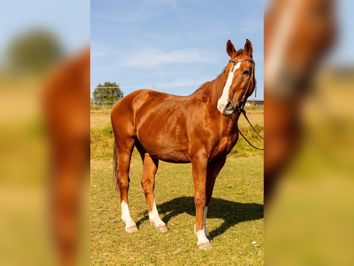 Warmblood danés Caballo castrado 18 años 163 cm Alazán in Bogen