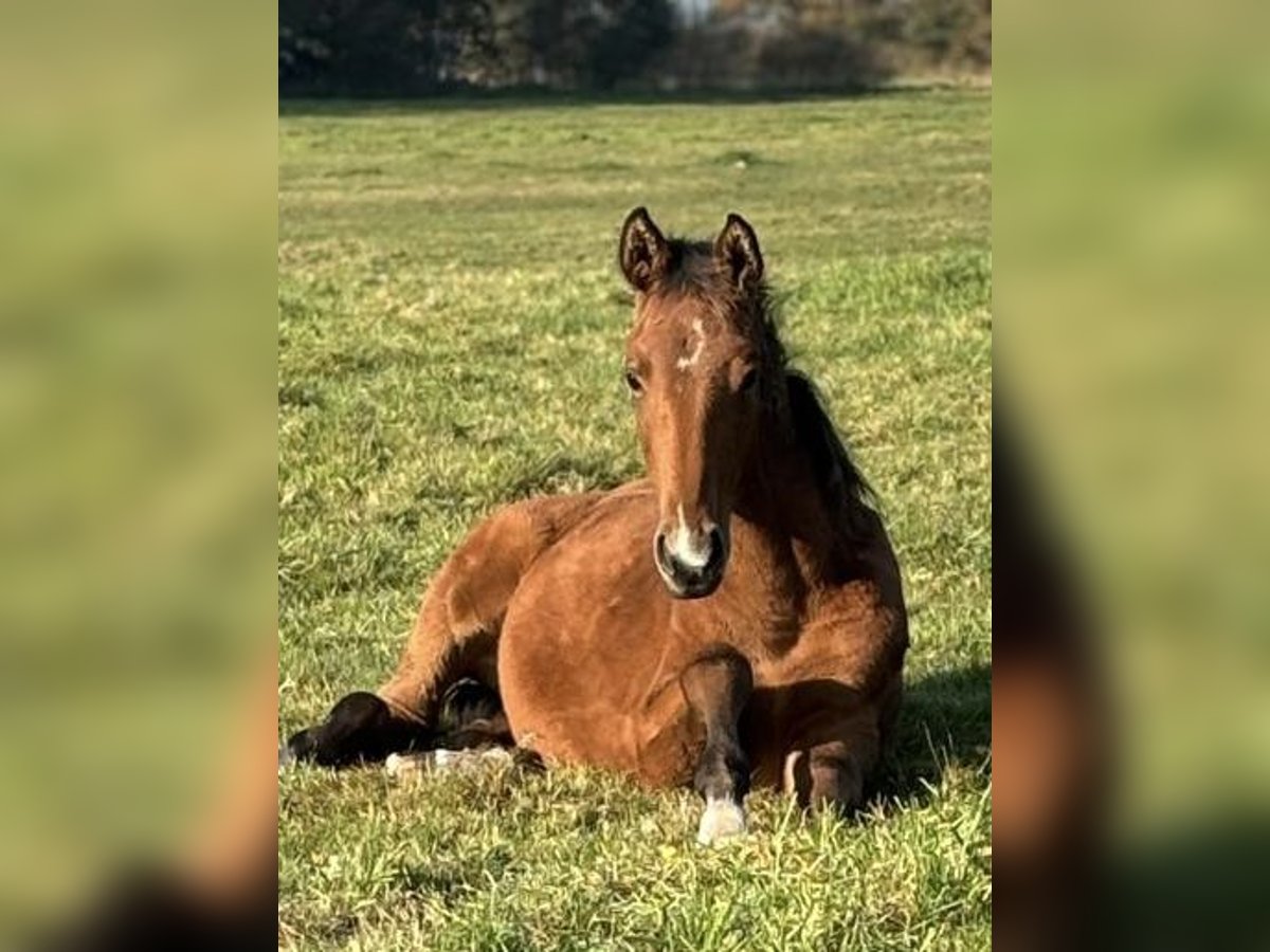 Warmblood danés Caballo castrado 1 año 168 cm Castaño in Bredebro