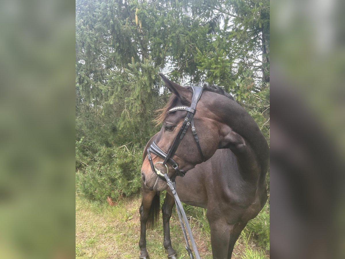 Warmblood danés Caballo castrado 3 años 170 cm Castaño in Hadsten