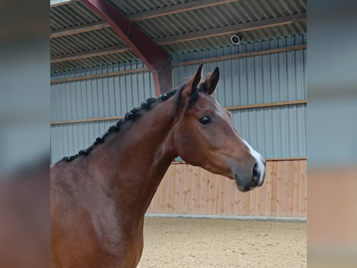 Warmblood danés Caballo castrado 4 años 164 cm Castaño in Hobro