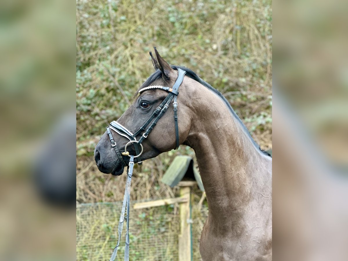 Warmblood danés Caballo castrado 4 años 165 cm Castaño oscuro in Wetter (Ruhr)