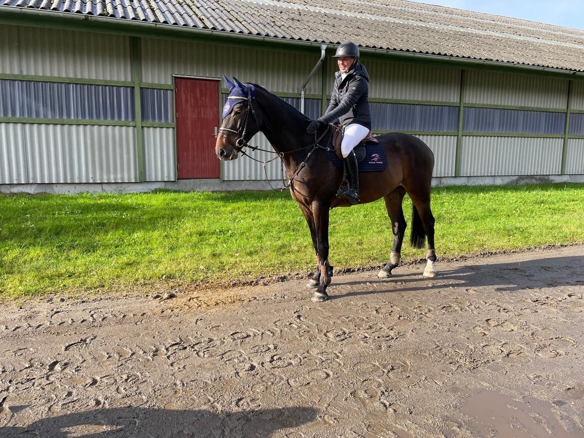 Warmblood danés Caballo castrado 4 años 170 cm Castaño oscuro in Aars