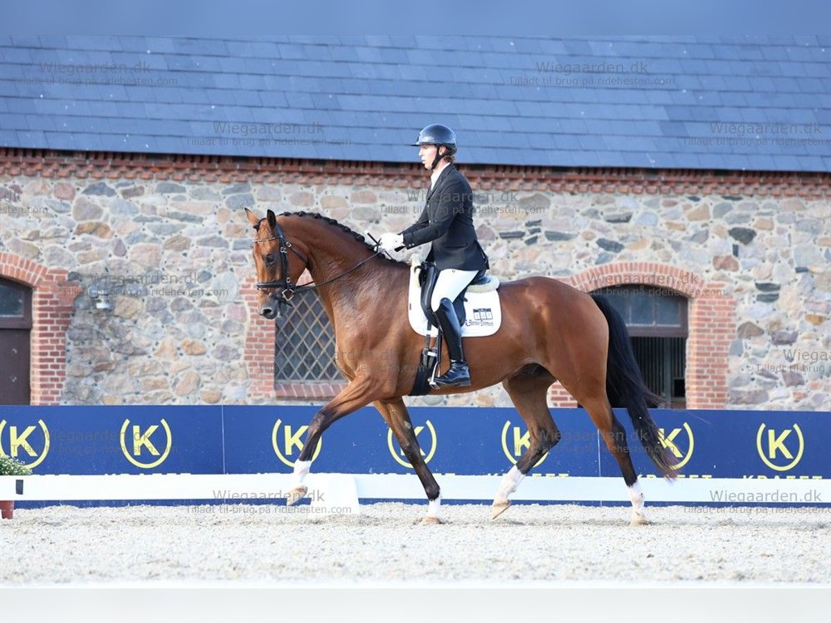 Warmblood danés Caballo castrado 4 años 172 cm Castaño claro in kolding