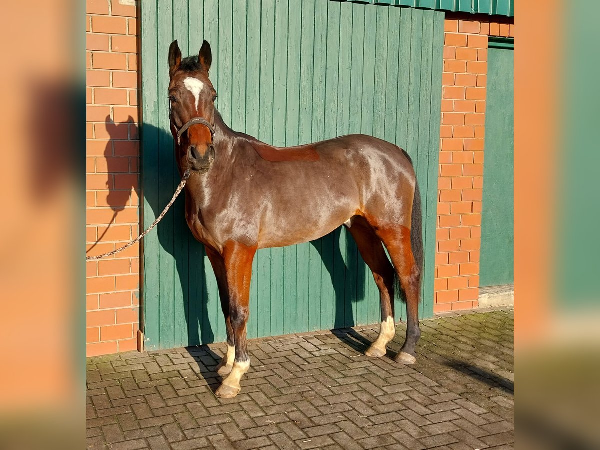 Warmblood danés Caballo castrado 5 años 167 cm Castaño in Dinklage