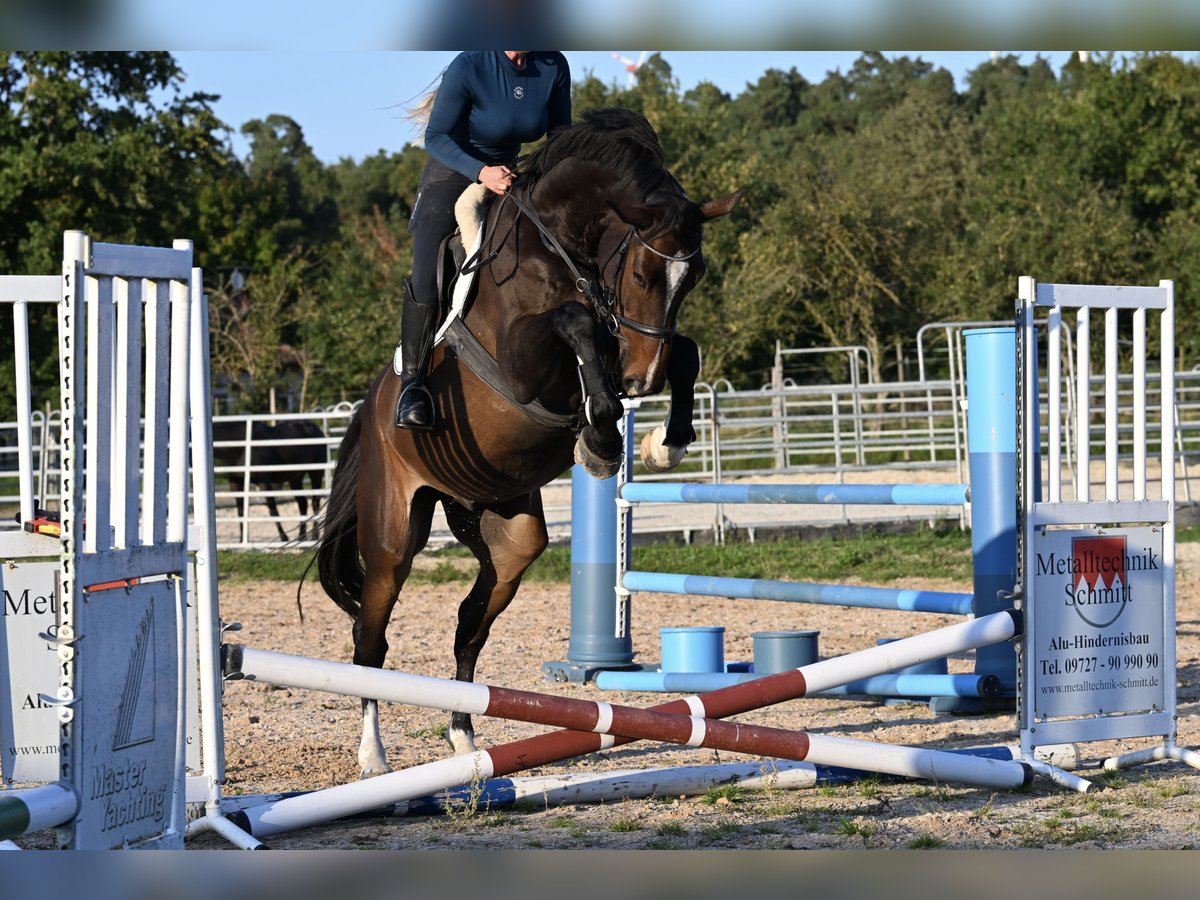 Warmblood danés Caballo castrado 6 años 176 cm Castaño in W&#xFC;rzburg