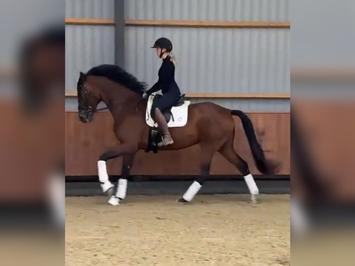 Warmblood danés Mestizo Caballo castrado 8 años 170 cm Castaño in Str&#xF8;by