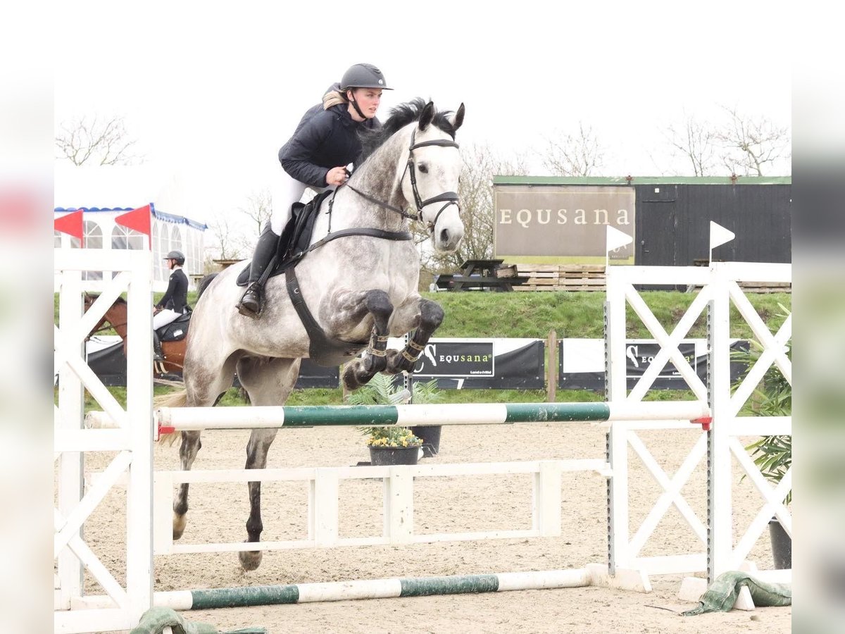 Warmblood danés Caballo castrado 8 años 172 cm Tordo in Suhlendorf