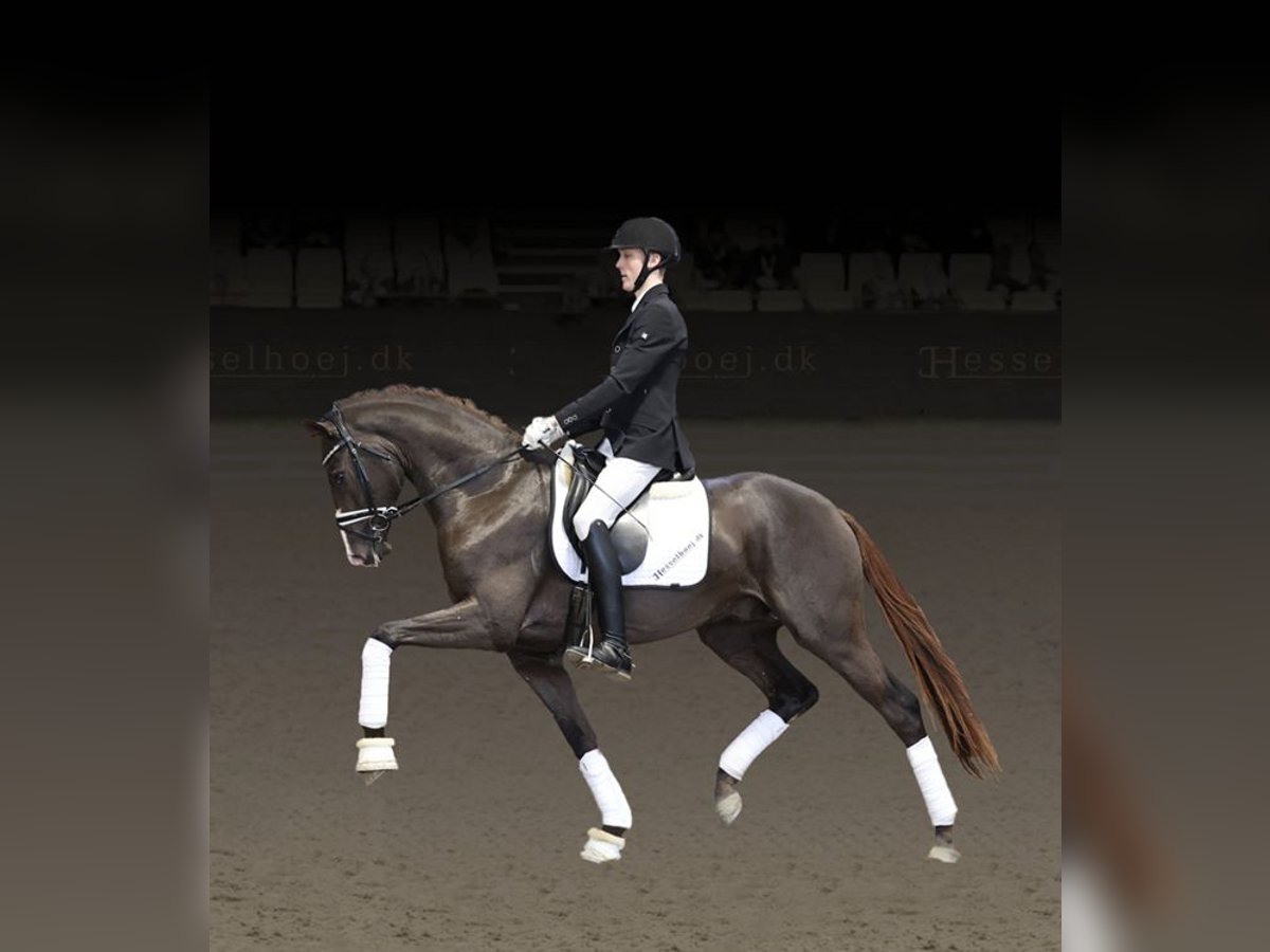 Warmblood danés Semental in Asperup