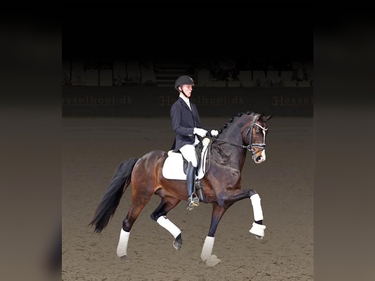 Warmblood danés Semental Castaño oscuro in Asperup