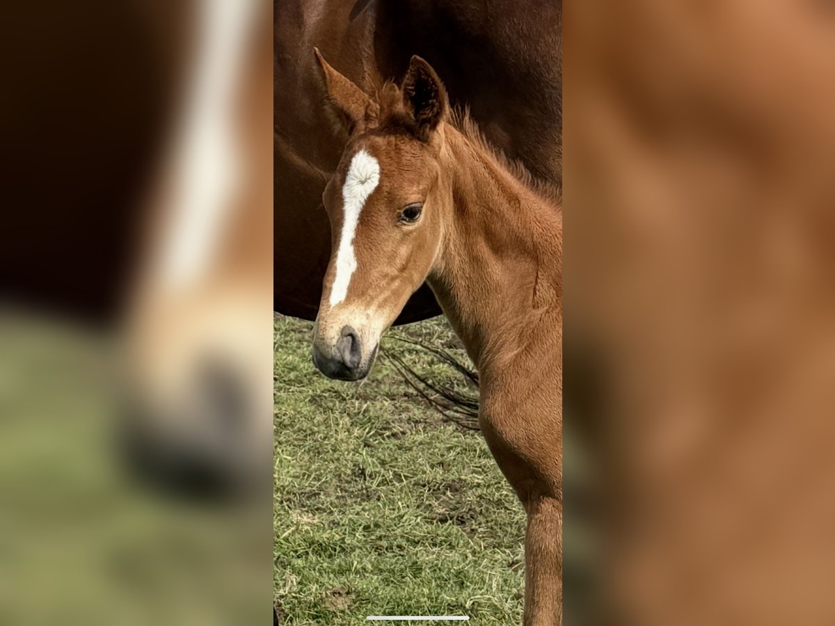 Warmblood danés Semental Potro (05/2025) Alazán-tostado in Bredebro