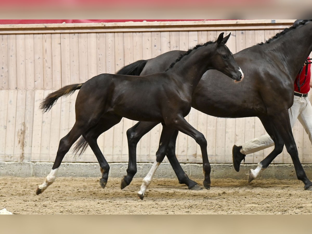 Warmblood danés Semental Potro (05/2025) in Glamsbjerg