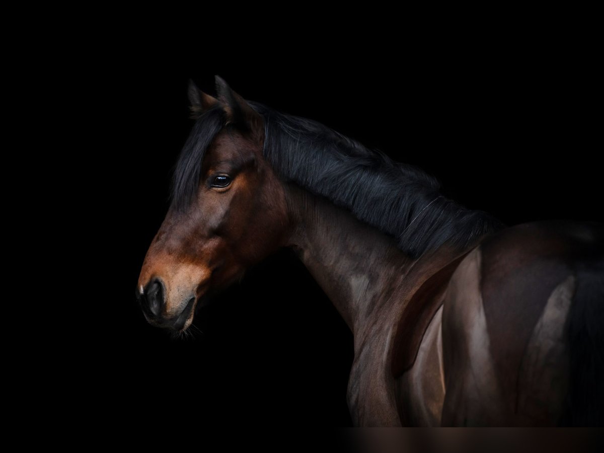 Warmblood danés Yegua 15 años 150 cm Castaño in Hamburg