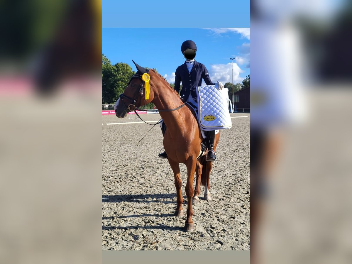 Warmblood danés Yegua 17 años 165 cm Alazán in Hoogstede