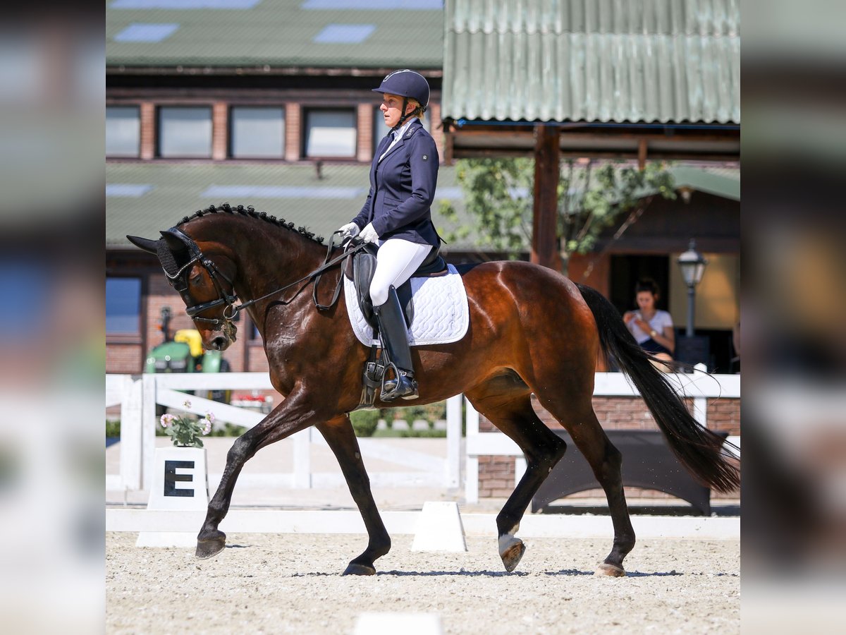 Warmblood danés Yegua 17 años 172 cm Castaño oscuro in Kamieniec Wrocławski