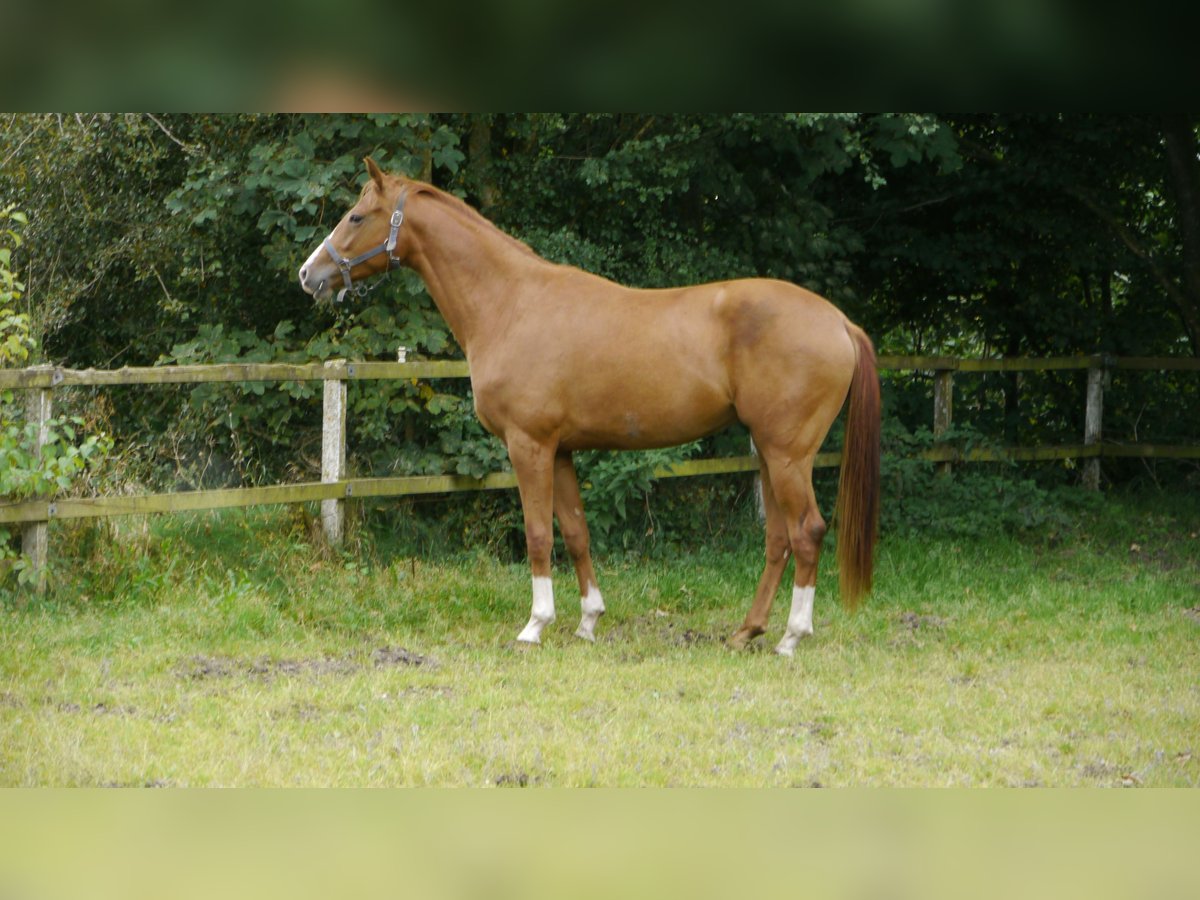 Warmblood danés Yegua 2 años 163 cm Red Dun/Cervuno in Brædstrup