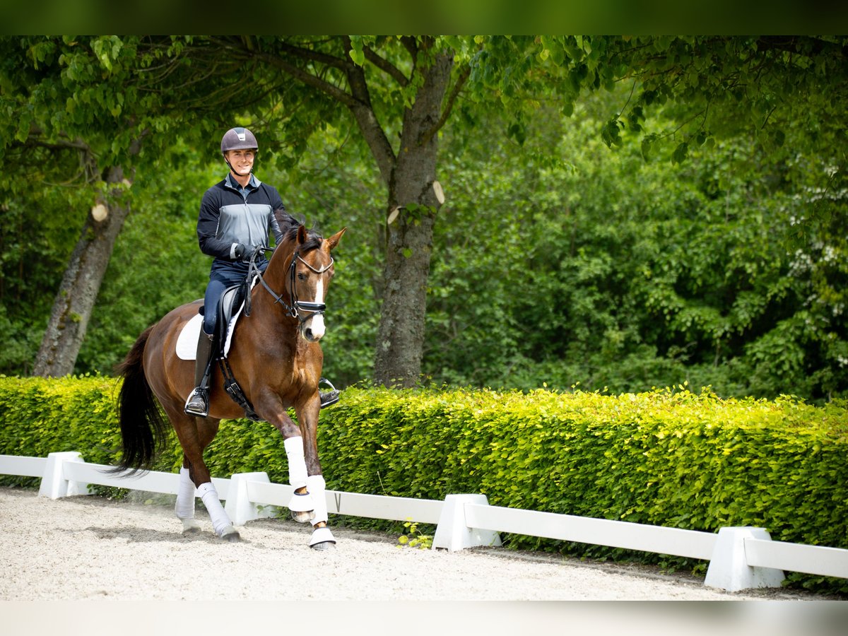 Warmblood danés Yegua 5 años 167 cm Castaño in Ringk&#xF8;bing