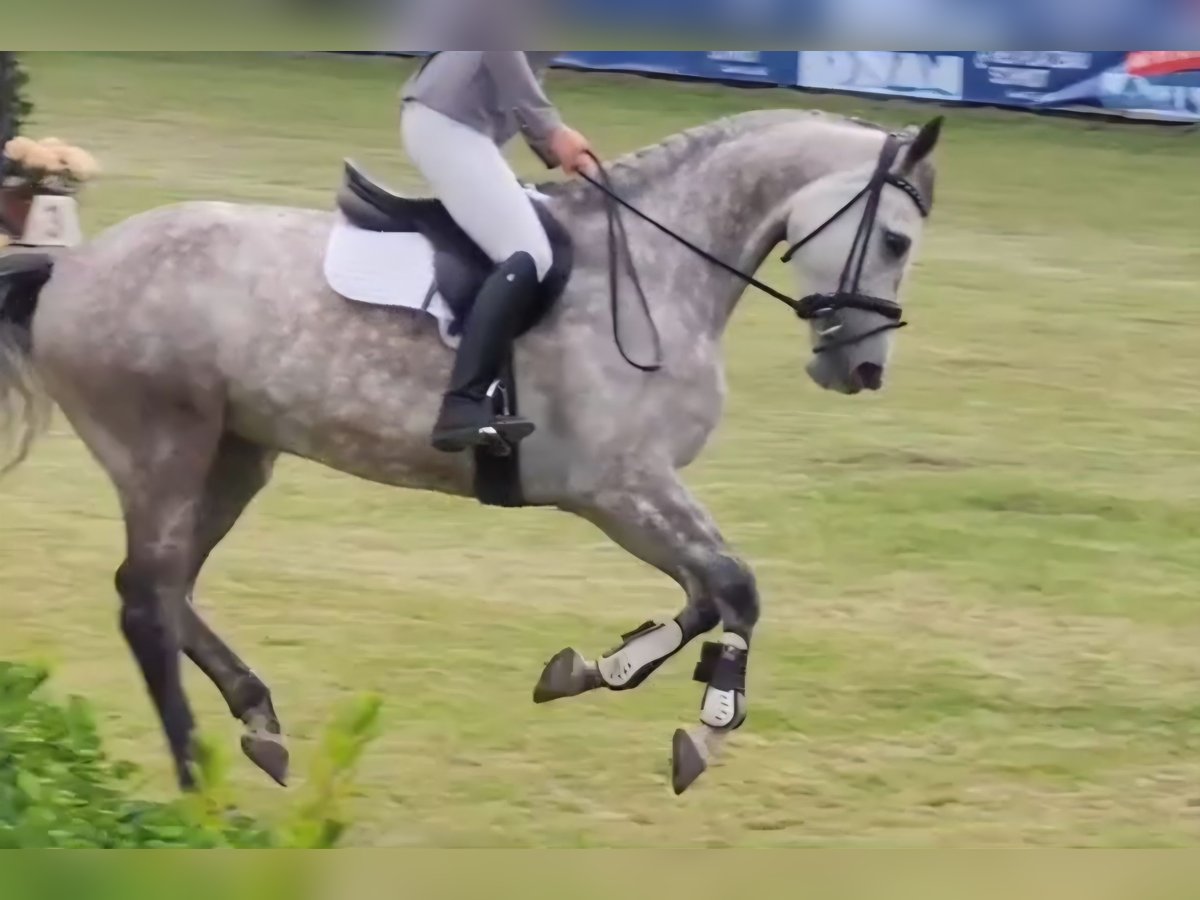 Warmblood danés Yegua 8 años 166 cm Tordo in Zernien